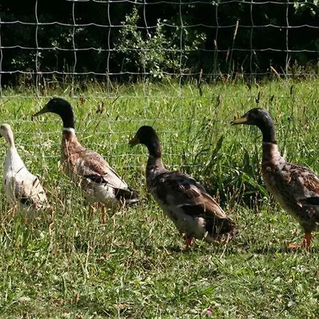 Schoenhaar Schwenden 2